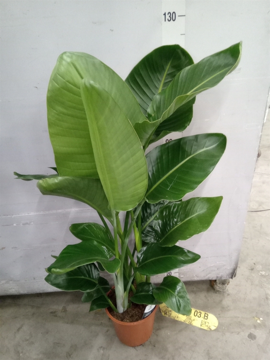 <h4>Strelitzia nicolai</h4>
