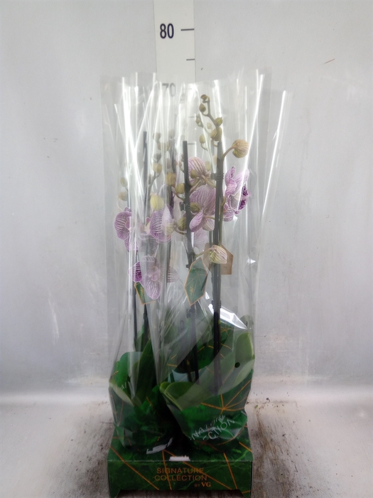 <h4>Phalaenopsis  'FC Black Stripes'</h4>