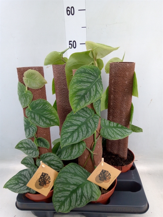 <h4>Monstera dubia    ...juveniel</h4>