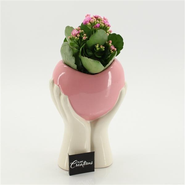 <h4>Arrangementen Kalanchoe 6%</h4>