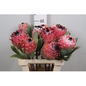 Protea Magnifica