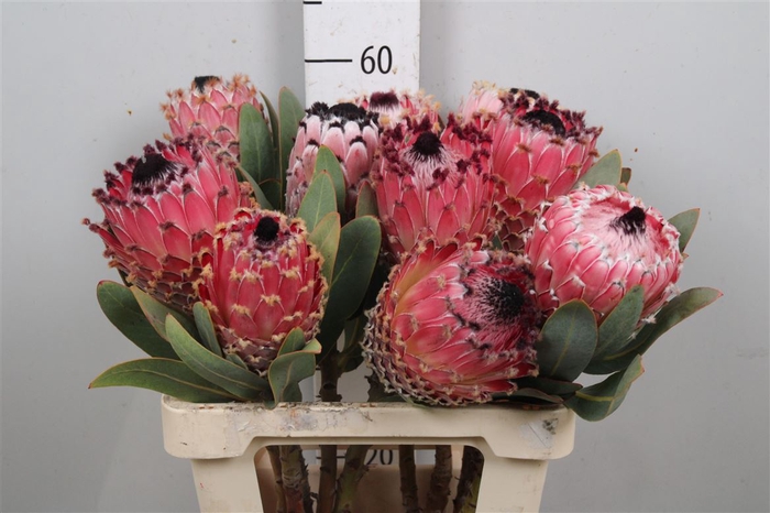 <h4>Protea Magnifica</h4>