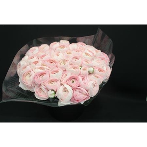 Cloni Super Hanoi Pink