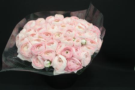 <h4>Cloni Super Hanoi Pink</h4>