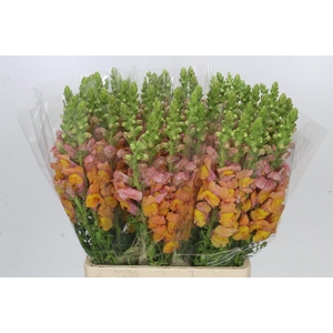 Antirrhinum Potomac Light Orange