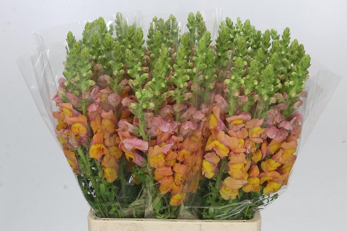 <h4>Antirrhinum Potomac Light Orange</h4>