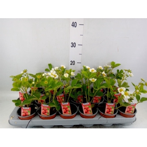 Fragaria   ...