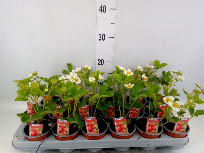 <h4>Fragaria   ...</h4>