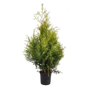 Thuja occ. brabant, plantmaat 60-80 cm - Rondgestoken -