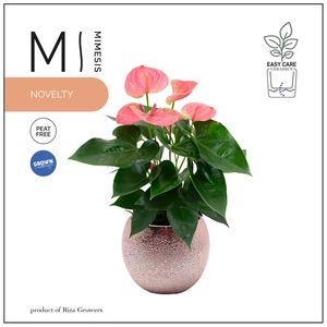 Mimesis Anthurium KARMA Pink - 12cm Bubbly Rose Gold