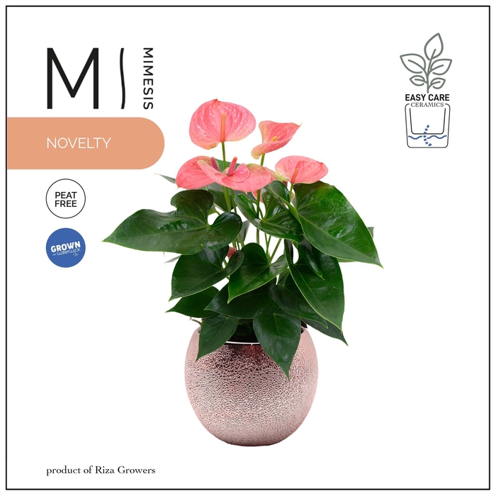 <h4>Mimesis Anthurium KARMA Pink - 12cm Bubbly Rose Gold</h4>