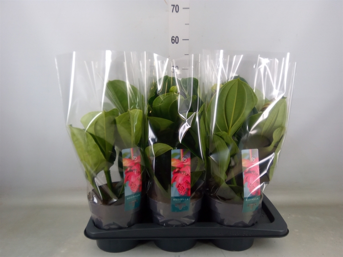 <h4>Medinilla magn. 'Flamenco'</h4>
