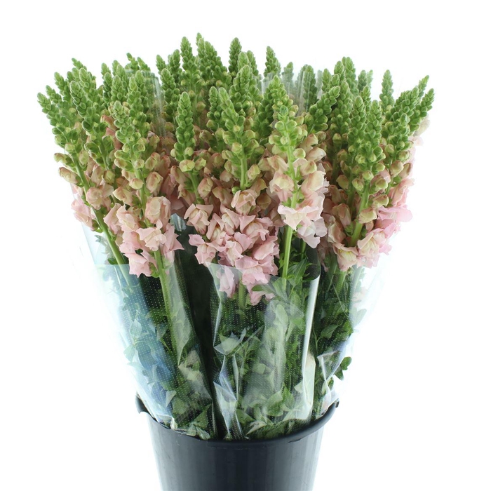 <h4>Antir Op Light Pink</h4>