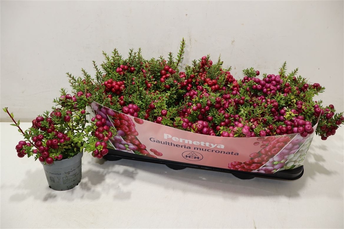 <h4>Gaulth Mucronata 2 Color</h4>