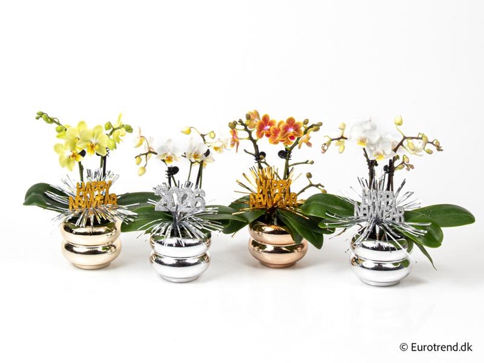 <h4>PHALAENOPSIS-HYBRID</h4>