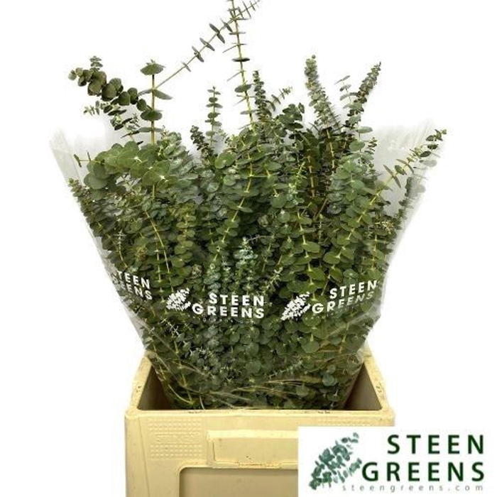 <h4>EUCALYPTUS  'BABY BLUE'</h4>