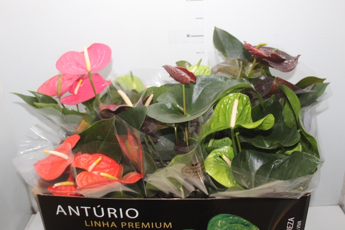 <h4>ANTHURIUM VARIADO P17 PREMIUM</h4>