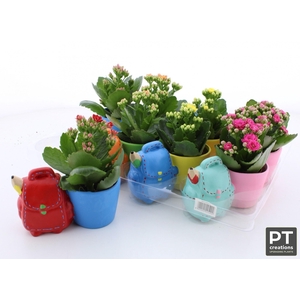 ARR KALANCHOE