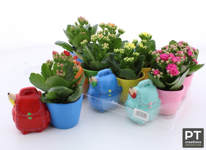 <h4>ARR KALANCHOE</h4>