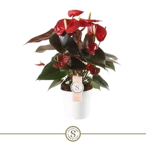 Anthurium Andreanum rood Coral Champion