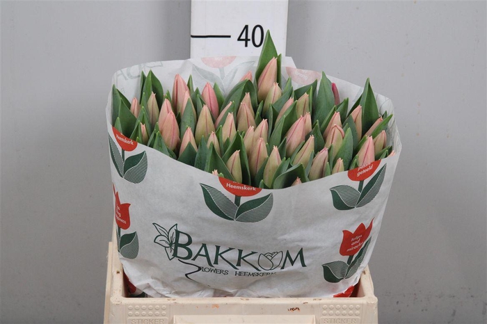 <h4>Tu En Maskovri</h4>