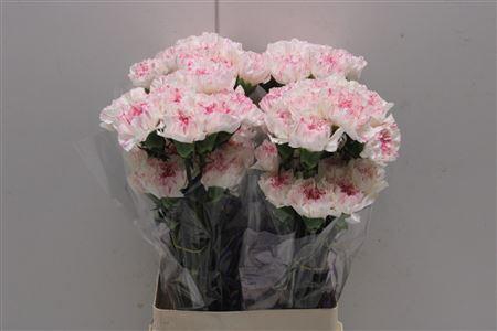 <h4>Di St Yukari Cherry</h4>