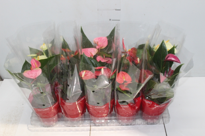 <h4>ANTHURIUM VARIADO P12</h4>