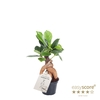 FICUS MICROCARPA P6