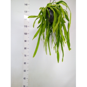 Rhipsalis   ...