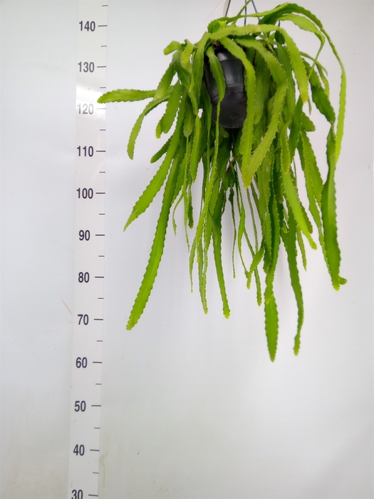 <h4>Rhipsalis   ...</h4>
