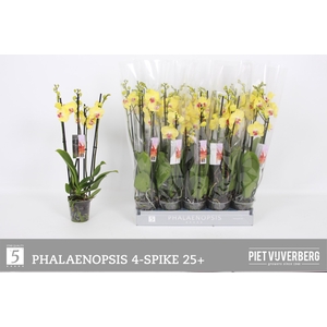 PHAL OV GEEL