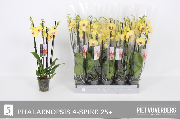 <h4>PHAL OV GEEL</h4>