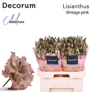 Lisianthus Dye Vintage pink