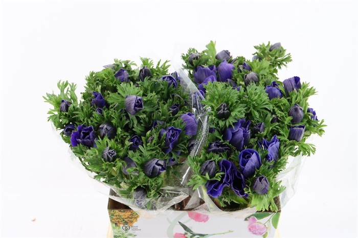 <h4>Anem Marianne Blue</h4>