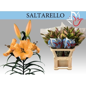LI OT SALTARELLO