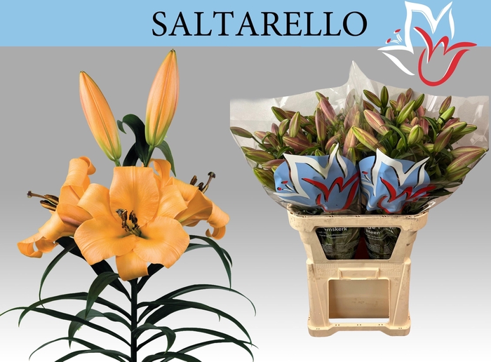 <h4>LI OT SALTARELLO</h4>
