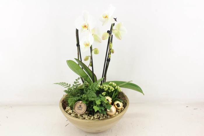 <h4>arr2 PL - Ker. ebbi Gold Phal cascade</h4>