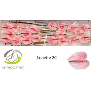 Anthurium Lunette