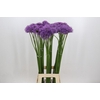 Allium Gladiator