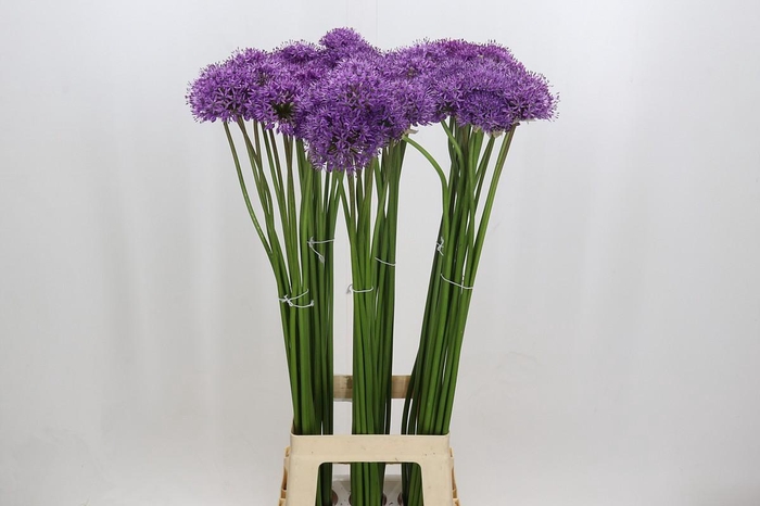 Allium Gladiator