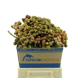 Kaaps Berzelia Galpinii