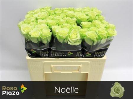 <h4>Rosa a grande fleur Noëlle!</h4>
