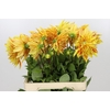 Dahlia Striped Vulcan