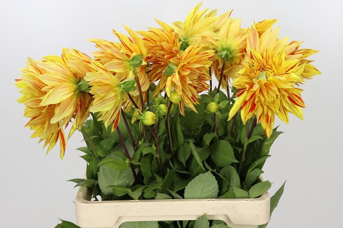Dahlia Striped Vulcan
