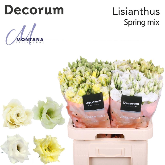 <h4>Eus G Spring Mix</h4>