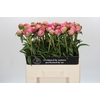 Paeonia Glory Hallelujah