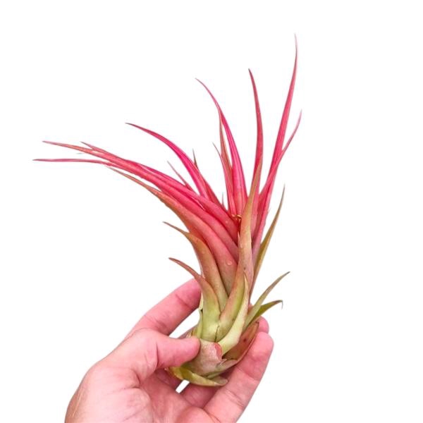 <h4>Tillandsia Multiflora large red</h4>