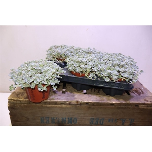 arr8 Sedum Sp Cape Blanco