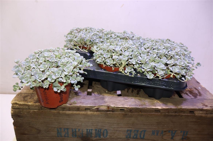 <h4>Sedum Sp Cape Blanco</h4>