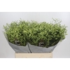 Limonium sinensis China Lemon